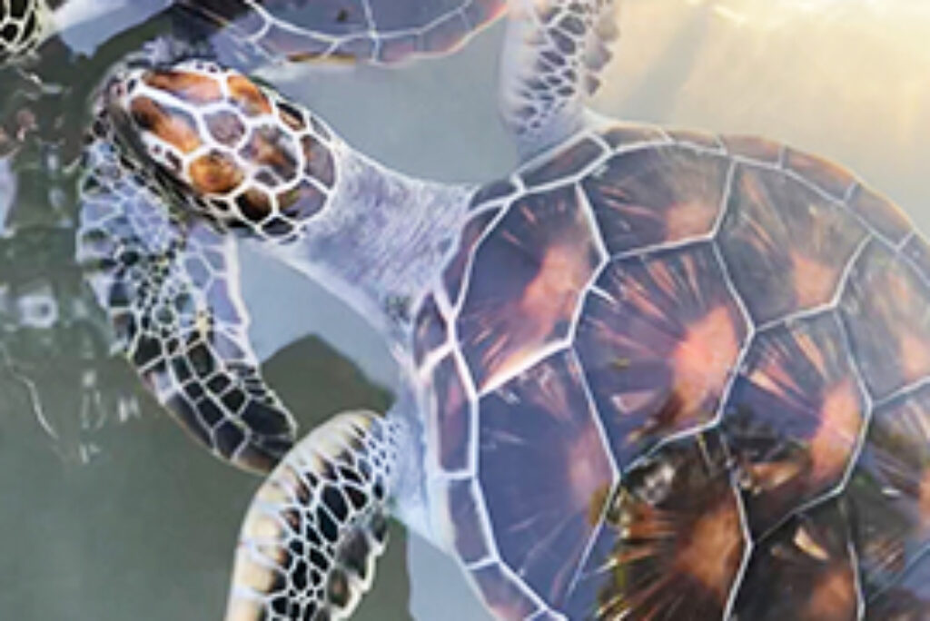 Discoverthe Magic of Sea Turtles at the Turtle Hatchery Center, Mahamodara