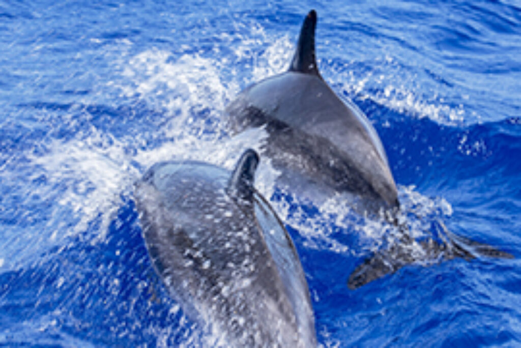 Whale Watching in Mirissa: A Magical Marine Experience